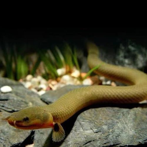 哪里可以購(gòu)買到草繩恐龍魚？：關(guān)于草繩恐龍魚的購(gòu)買渠道及商品信息整理：clcey草種旗艦店 哪里可以購(gòu)買到草繩恐龍魚？：關(guān)于草繩恐龍魚的購(gòu)買渠道及商品信息整理：clcey草種旗艦店 龍魚百科 第1張
