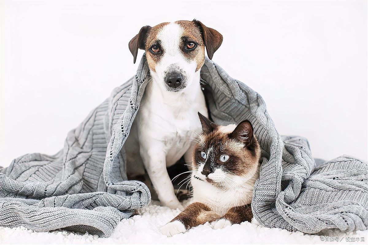 如何安全地混養寵物？：貓狗從“敵人”變“伙伴”萌寵百科小團團貓狗一起養嗎