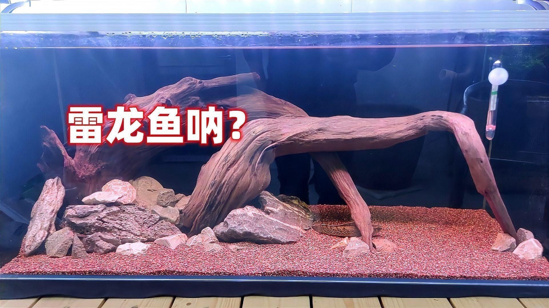 如何為雷龍魚提供適宜的飼養環境：雷龍魚偏好弱酸性軟水（ph6.0-10dh）