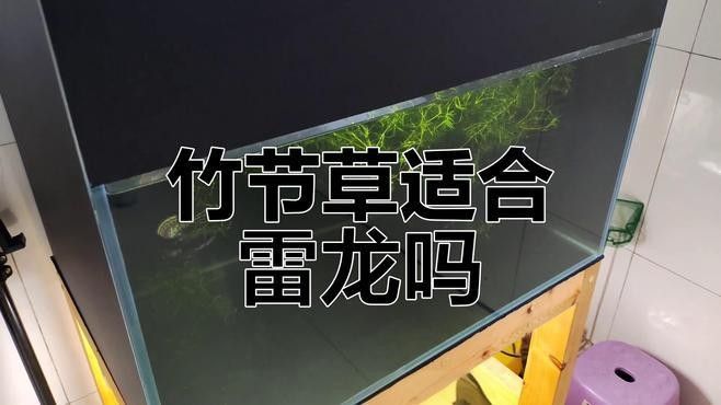 如何為雷龍魚提供適宜的飼養環境：雷龍魚偏好弱酸性軟水（ph6.0-10dh）