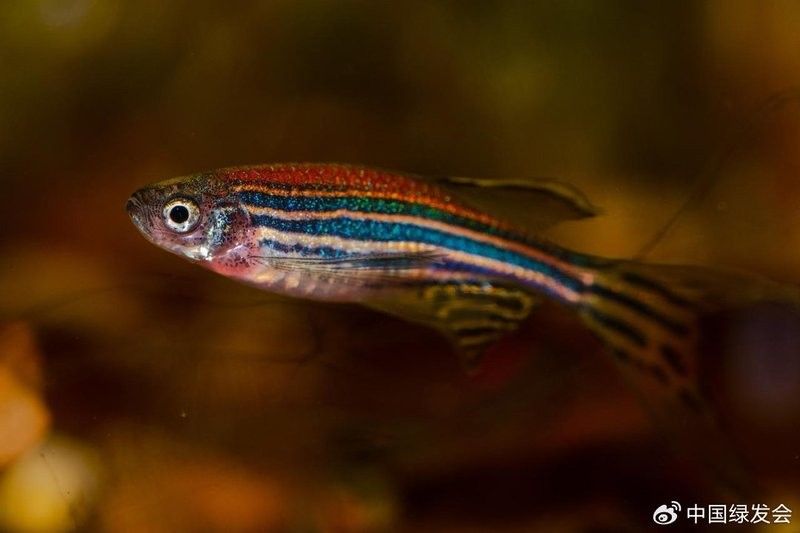 凌天對小龍魚有何特殊感應？：六角恐龍魚或小火龍魚或小火龍魚存在特殊感應