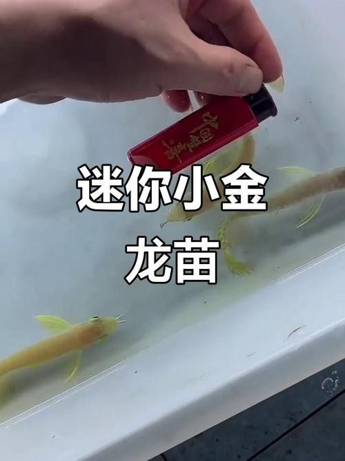金龍苗吃什么食物長得快：老農(nóng)談三農(nóng)，金龍魚吃什么長得快 金龍苗吃什么食物長得快：老農(nóng)談三農(nóng)，金龍魚吃什么長得快 龍魚百科 第4張