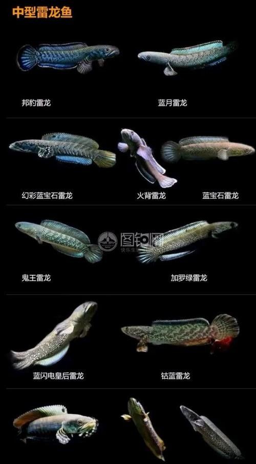 幻彩紅寶石雷龍有哪些品種：幻彩紅寶石雷龍channapulchra瀾粼錦魚雷龍品種介紹