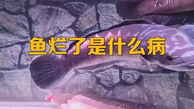 紅龍魚鱗片腐爛的癥狀有哪些？：養魚小藝,龍魚溶鱗怎么辦