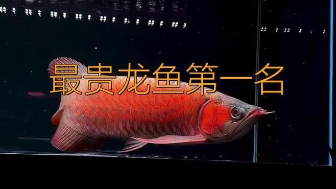 哪些紅龍魚品種最稀有？：紅龍魚中最稀有的品種包括以下幾類