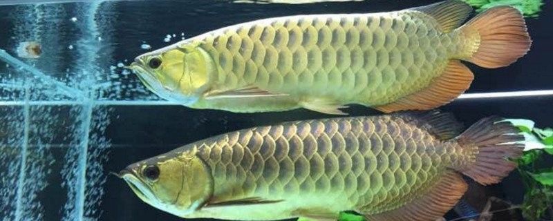 龍魚和巴西亞混養(yǎng)需要多長時(shí)間適應(yīng)：龍魚與巴西亞混養(yǎng)的適應(yīng)時(shí)間通常需要兩個(gè)月甚至更長時(shí)間