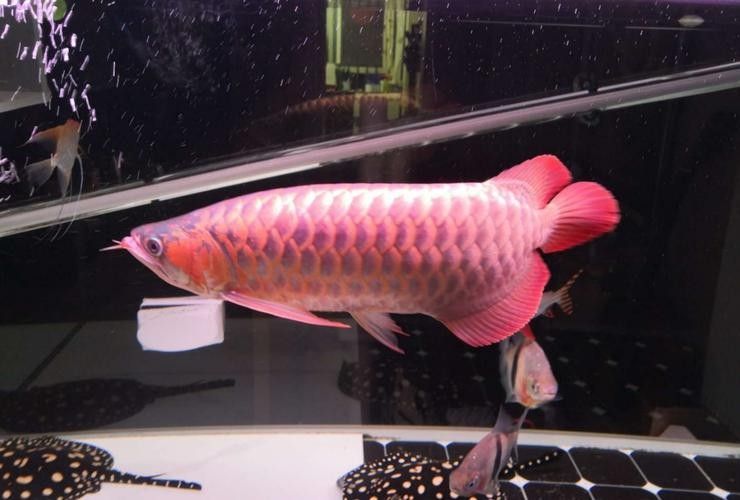 金龍魚中哪些品種有馬蹄印：金龍魚中具有馬蹄印特征的品種