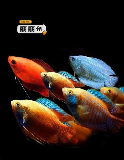 推薦一些更溫和的混養魚種：這5種“懶人觀賞魚”,新手也能養出好狀態