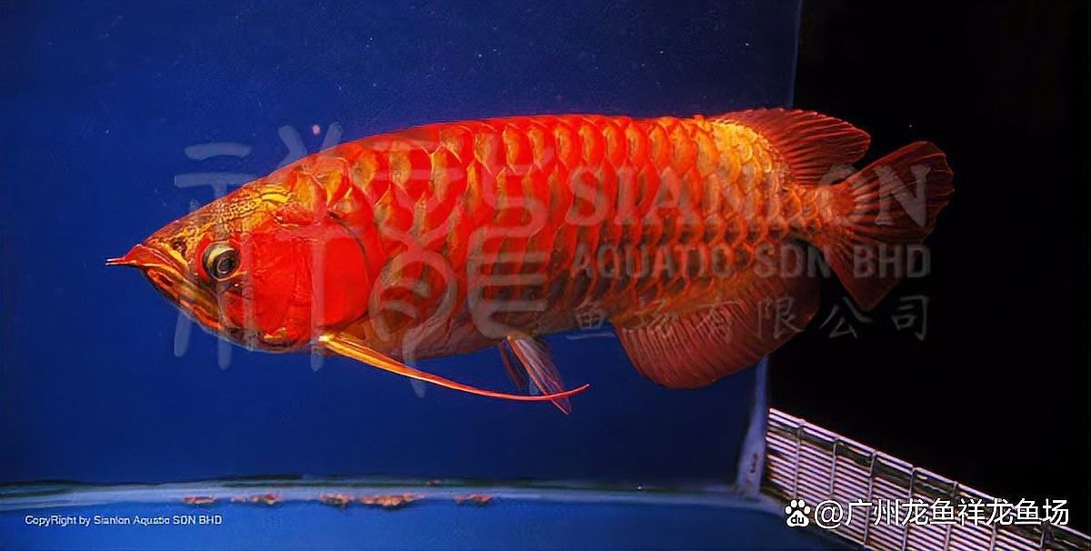 如何判斷龍魚是否適應當前光源：養龍魚不知道怎么選燈