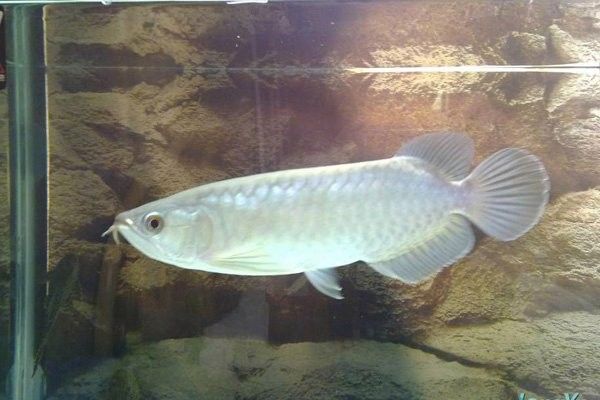 大青龍魚適合新手養(yǎng)殖嗎：大青龍魚好養(yǎng)嗎