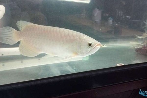 大青龍魚適合新手養(yǎng)殖嗎：大青龍魚好養(yǎng)嗎