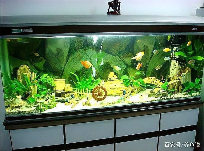 龍魚缸清潔魚多久能見效？：龍魚缸怎么清潔？