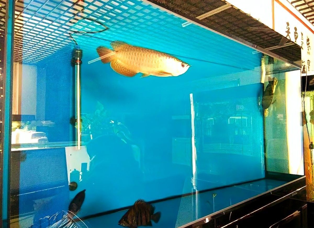 龍魚缸底濾系統安裝教程：魚缸上濾改底濾全攻略
