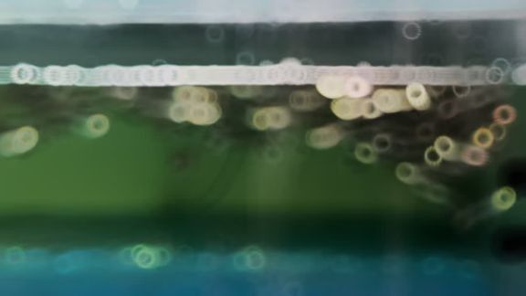 龍魚混養(yǎng)多久不打架會死亡的問題，金龍魚需要注意什么，混養(yǎng)金龍魚的注意事項