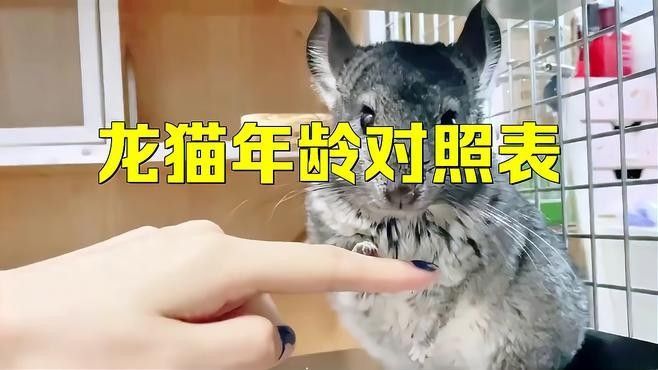 龍貓多久能學(xué)會回籠？：龍貓回籠的時(shí)間因個(gè)體差異和訓(xùn)練方法不同而有所區(qū)別 龍貓多久能學(xué)會回籠？：龍貓回籠的時(shí)間因個(gè)體差異和訓(xùn)練方法不同而有所區(qū)別 龍魚百科 第1張