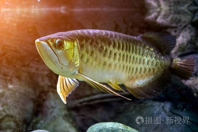 給我一些高清的澳洲龍魚圖片：澳洲龍魚主要包括星點龍魚和星點斑紋龍魚