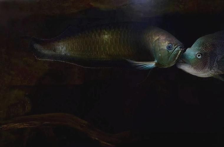 給我一些高清的澳洲龍魚圖片：澳洲龍魚主要包括星點龍魚和星點斑紋龍魚