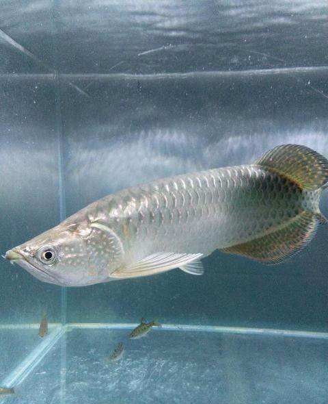 給我一些高清的澳洲龍魚圖片：澳洲龍魚主要包括星點龍魚和星點斑紋龍魚