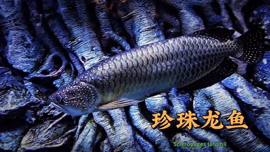 給我一些高清的澳洲龍魚圖片：澳洲龍魚主要包括星點龍魚和星點斑紋龍魚
