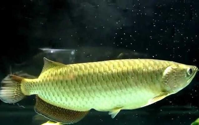 給我一些高清的澳洲龍魚圖片：澳洲龍魚主要包括星點龍魚和星點斑紋龍魚