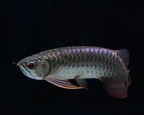 給我一些高清的澳洲龍魚圖片：澳洲龍魚主要包括星點龍魚和星點斑紋龍魚