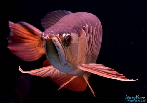 給我一些高清的澳洲龍魚圖片：澳洲龍魚主要包括星點龍魚和星點斑紋龍魚