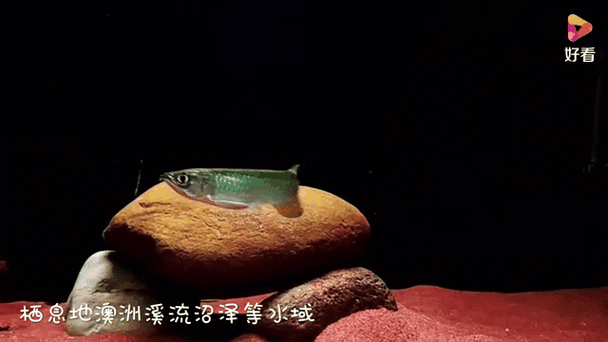 給我一些高清的澳洲龍魚圖片：澳洲龍魚主要包括星點龍魚和星點斑紋龍魚
