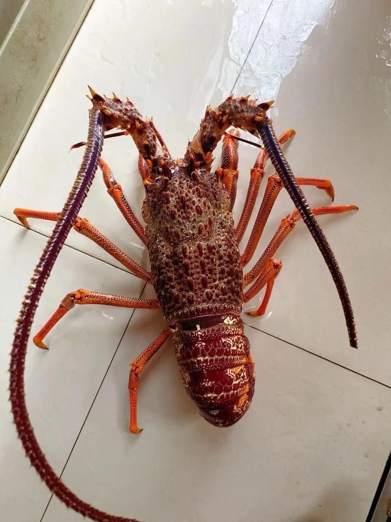 給我一些高清的澳洲龍魚圖片：澳洲龍魚主要包括星點龍魚和星點斑紋龍魚