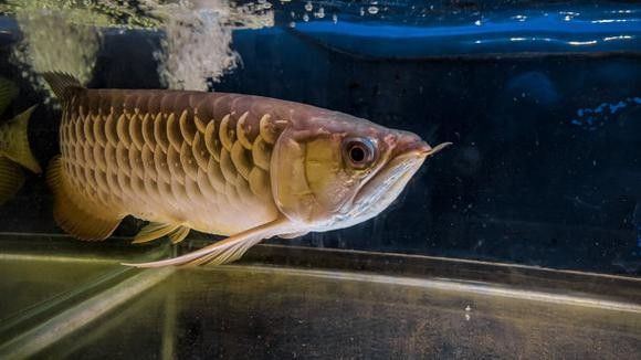 給我一些高清的澳洲龍魚圖片：澳洲龍魚主要包括星點龍魚和星點斑紋龍魚