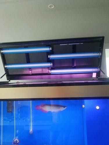 如何調(diào)整紅龍魚的燈光參數(shù)？：——龍魚燈光使用詳解