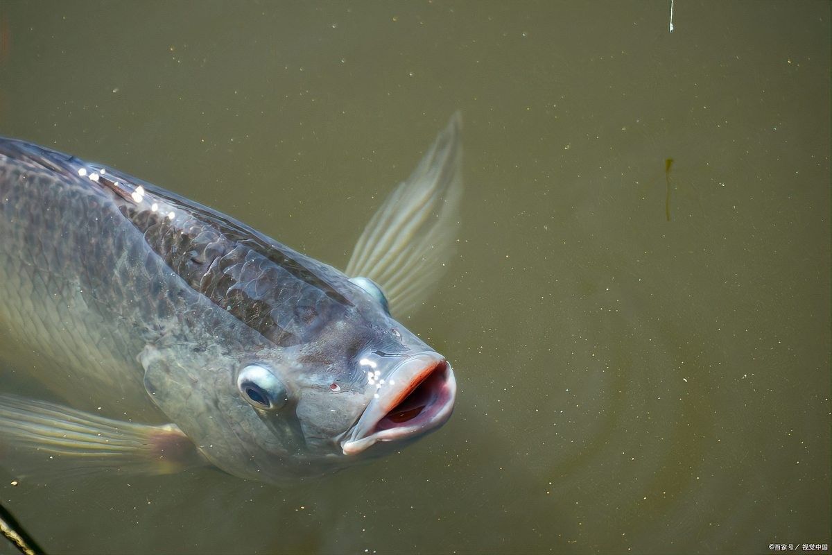 翹嘴魚養殖需要哪些設備？：微風中的蒲公英