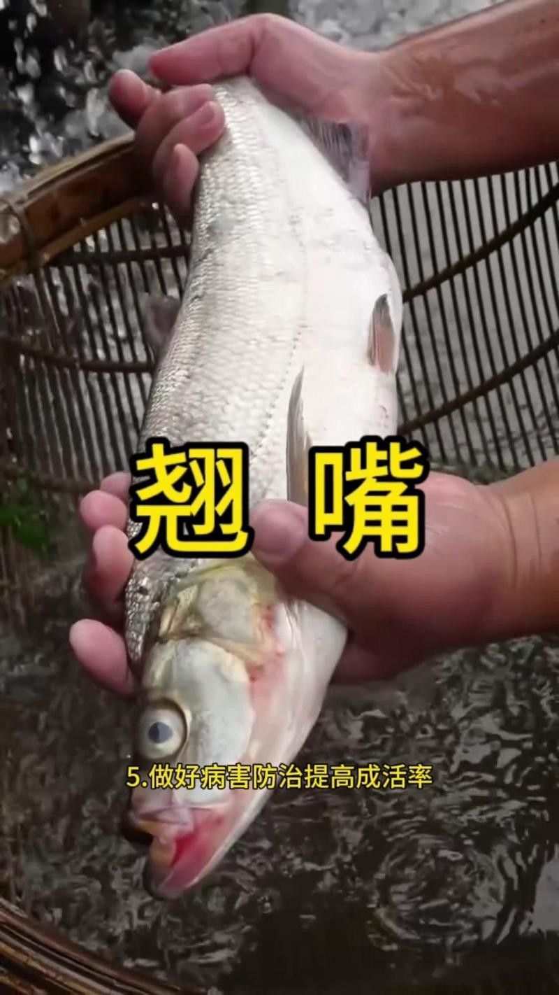 翹嘴魚養殖需要哪些設備？：微風中的蒲公英