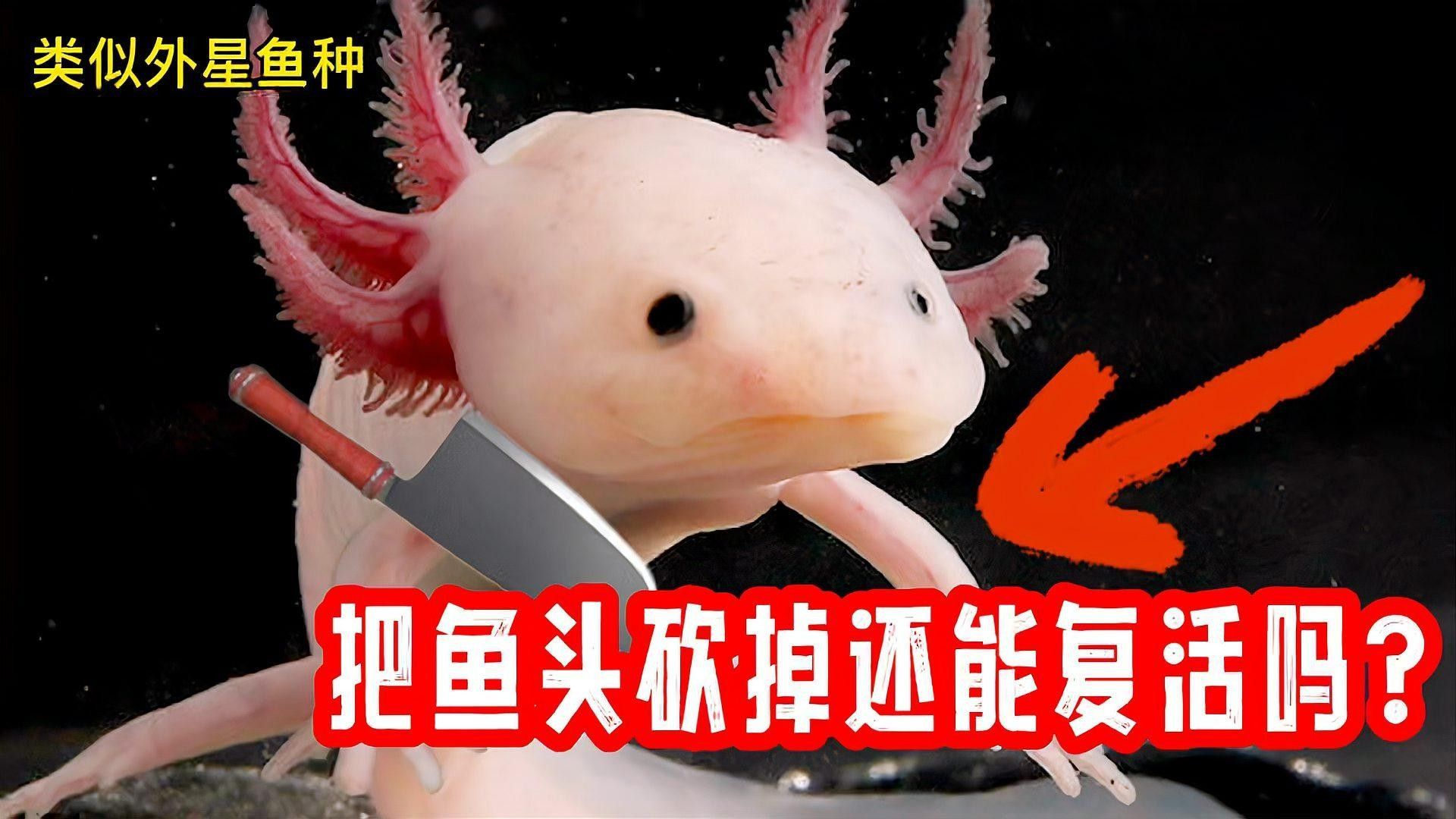 六角恐龍魚再生需要多長時間：六角恐龍魚再生能力斷臂可再生會不會成殘障人士的福音