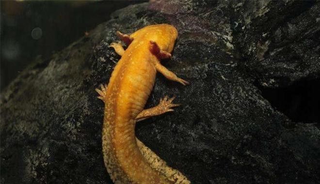 六角恐龍魚再生需要多長時間：六角恐龍魚再生能力斷臂可再生會不會成殘障人士的福音
