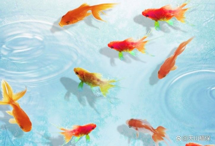 換水后多久檢測水質更合適？：北京大元環境檢測技術研究中心魚缸水多久換一次水科學養護全指南