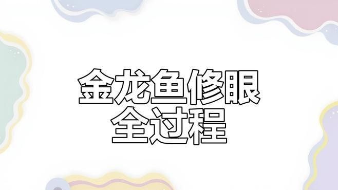 金龍魚美容師的工作流程：金龍魚美容師如何修眼睛手術過程驚心動魄 金龍魚美容師的工作流程：金龍魚美容師如何修眼睛手術過程驚心動魄 龍魚百科 第1張