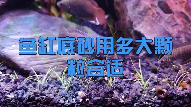 如何選擇合適的底砂？：養(yǎng)魚說，魚缸底砂用什么好 如何選擇合適的底砂？：養(yǎng)魚說，魚缸底砂用什么好 龍魚百科 第1張