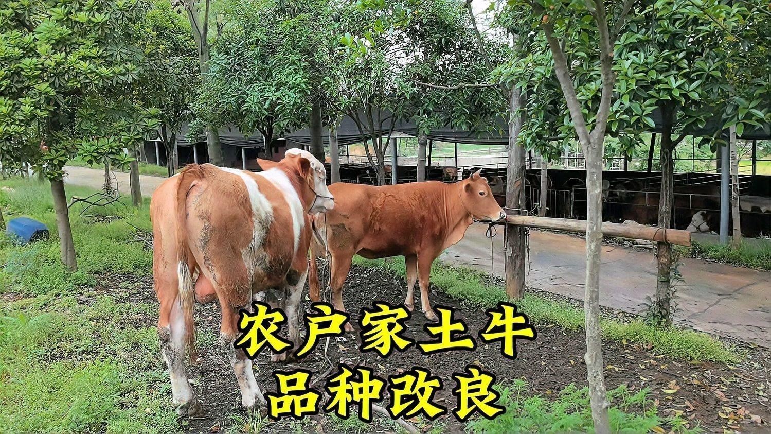 改良品種有哪些常見(jiàn)類型：農(nóng)作物優(yōu)良品種推廣目錄(2025年)推廣目錄 改良品種有哪些常見(jiàn)類型：農(nóng)作物優(yōu)良品種推廣目錄(2025年)推廣目錄 龍魚百科 第1張