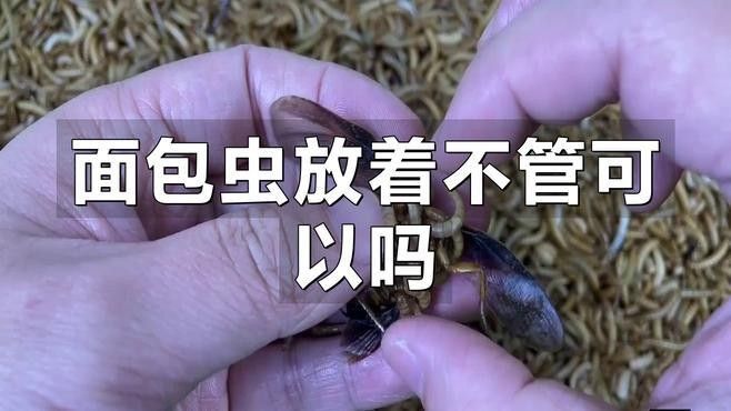 面包蟲如何消毒處理：面包蟲養(yǎng)殖全攻略