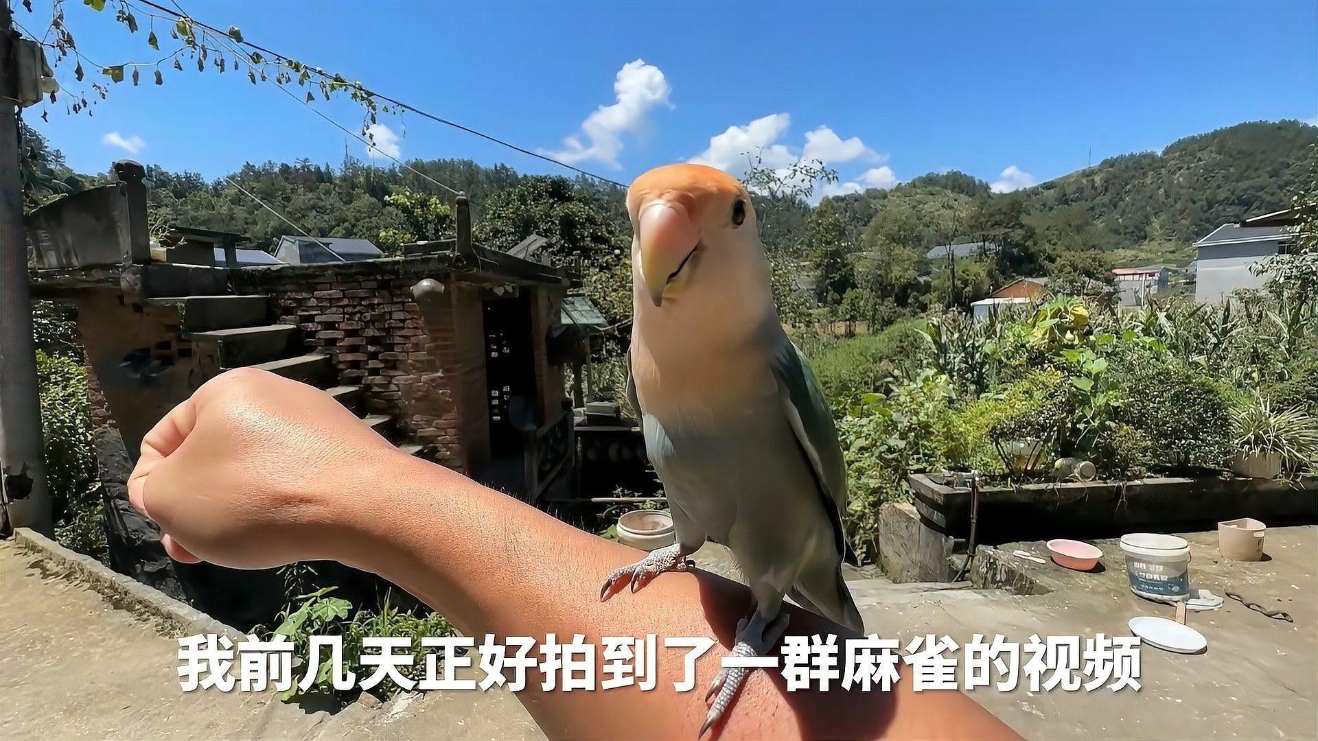 面包蟲如何消毒處理：面包蟲養(yǎng)殖全攻略