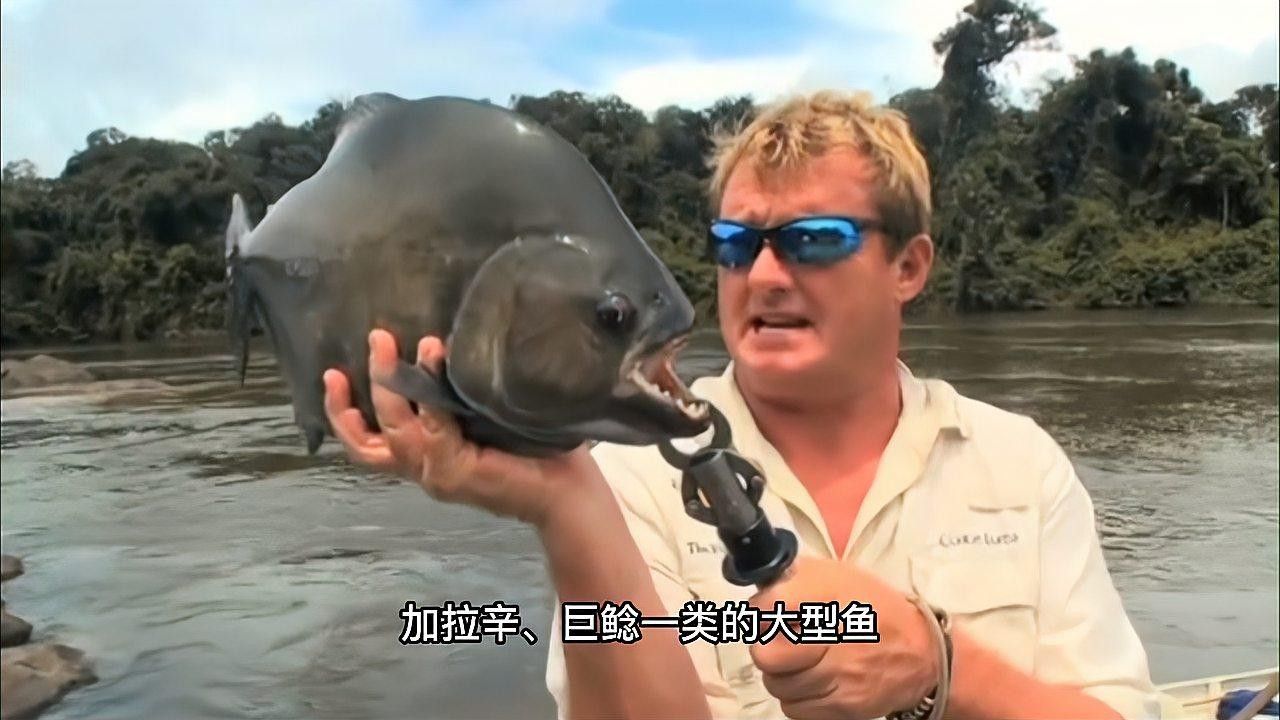 給我推薦一些適合與龍魚混養的魚類：適合與龍魚混養的魚有哪些