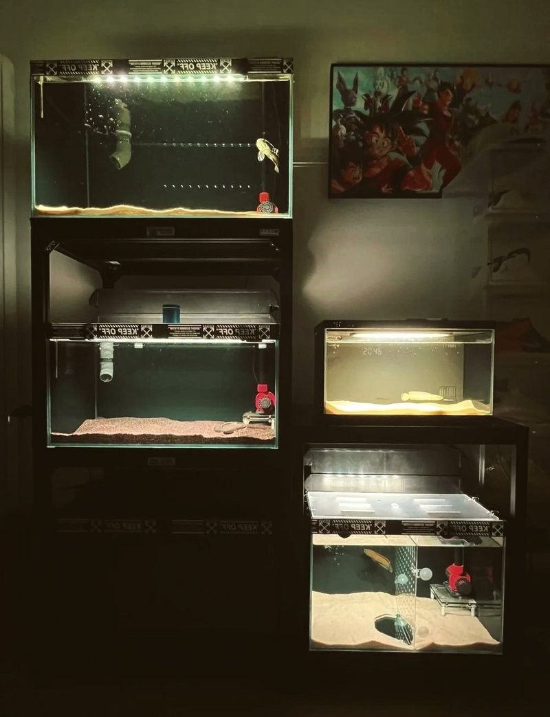 雷龍魚開燈多久合適：雷龍魚每天建議開燈8-10小時最佳時間段