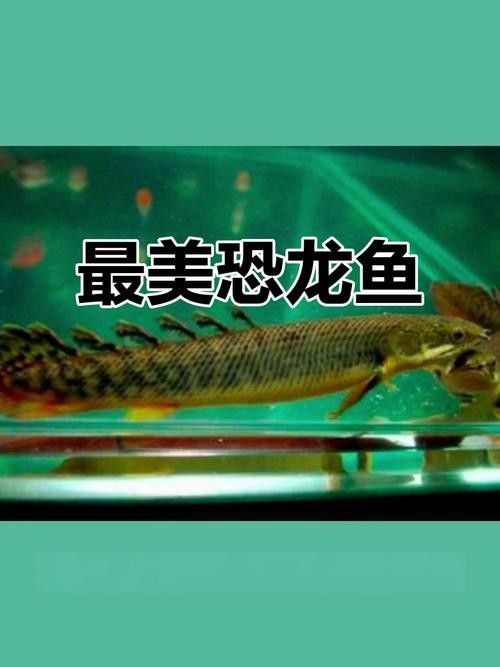 如何為虎紋恐龍魚提供穩(wěn)定的水質(zhì)：虎紋恐龍魚的飼養(yǎng)指南