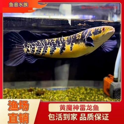 黑魔神雷龍的價格是多少：黑魔神雷龍價格因尺寸、銷售平臺及促銷活動差異較大