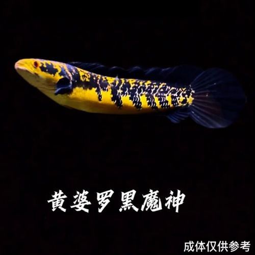 黑魔神雷龍的價格是多少：黑魔神雷龍價格因尺寸、銷售平臺及促銷活動差異較大
