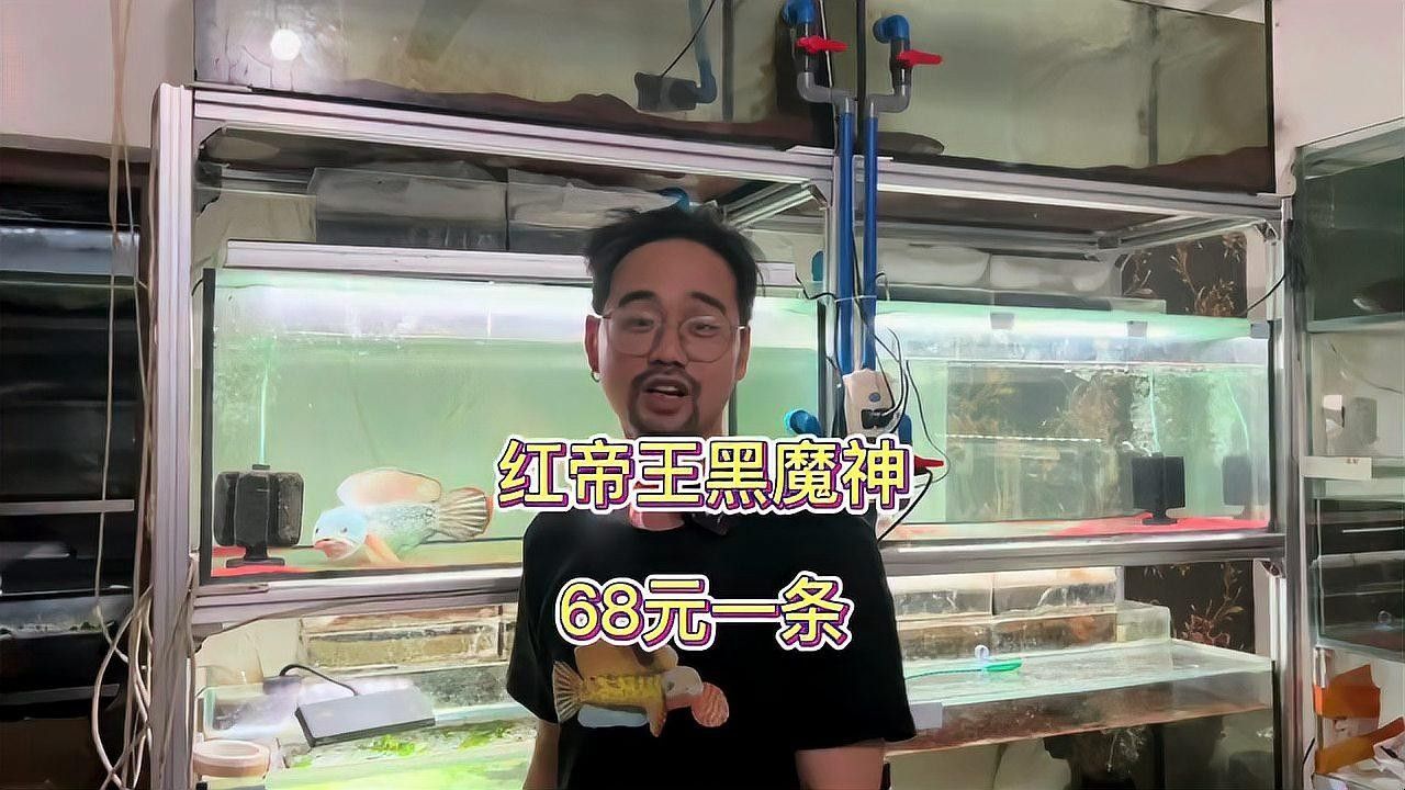 黑魔神雷龍的價格是多少：黑魔神雷龍價格因尺寸、銷售平臺及促銷活動差異較大