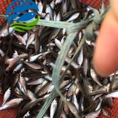 如何聯(lián)系東莞龍魚養(yǎng)殖基地？：東莞三和田錦鯉養(yǎng)殖有限公司