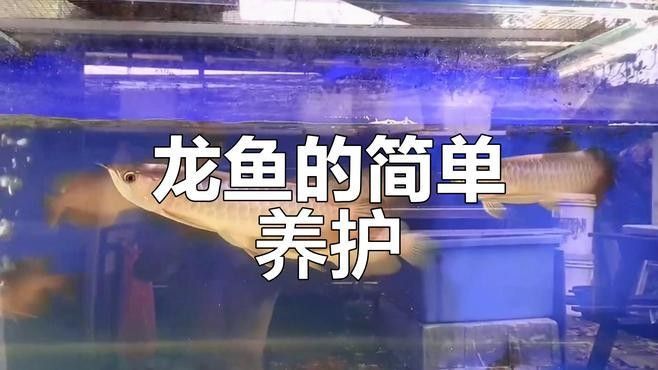 龍魚飼養(yǎng)需要哪些特殊設(shè)備？：養(yǎng)龍魚選多大缸才合適