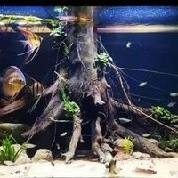 如何判斷一種魚是否適合混養：判斷觀賞魚是否適合混養需綜合以下關鍵因素并參考專業養殖經驗