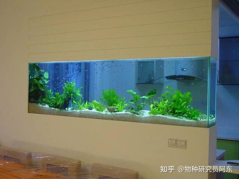 如何正確安裝水族加熱棒：魚缸加熱棒如何正確使用